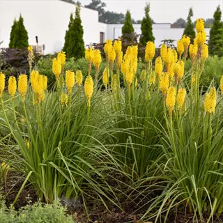 yellow pyromania solar flare kniphofia blooms with grassy foliage in a garden bed