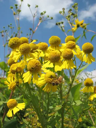yellow sneezeweed helenium flowers blooming under a blue sky with a bee nearby