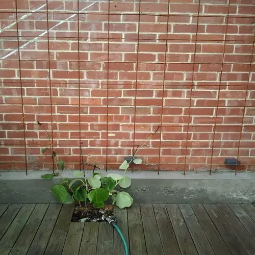 young kiwi vine trellis against a brick wall on a wooden deck