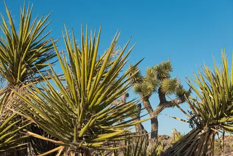 yucca plant garden with spiky desert plants under a clear blue sky