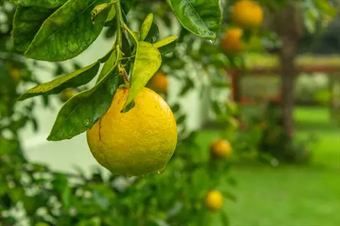 yuzu citrus tree with ripe yellow fruit and green leaves in a garden
