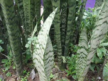 zeylanica snake plant leaves with green striped variegation growing outdoors